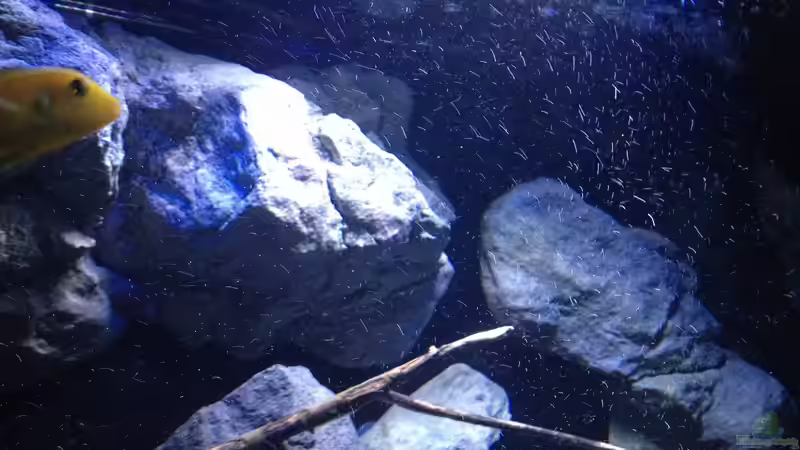 Dekoration im Aquarium Fade to black (aufgelöst) von der Steirer (66)