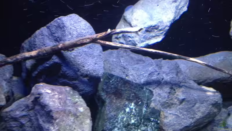 Dekoration im Aquarium Fade to black (aufgelöst) von der Steirer (68)