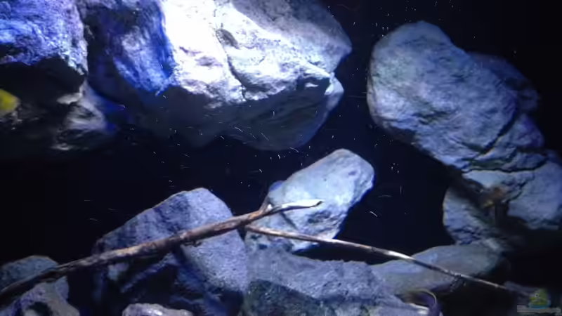 Dekoration im Aquarium Fade to black (aufgelöst) von der Steirer (69)