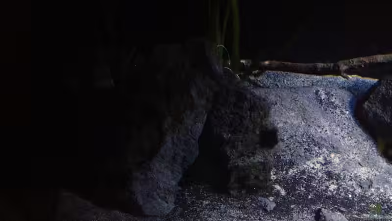 Dekoration im Aquarium Fade to black (aufgelöst) von der Steirer (71)