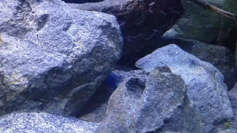 Dekoration im Aquarium Fade to black (aufgelöst) von der Steirer (74)