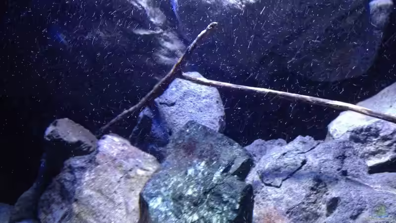 Dekoration im Aquarium Fade to black (aufgelöst) von der Steirer (76)