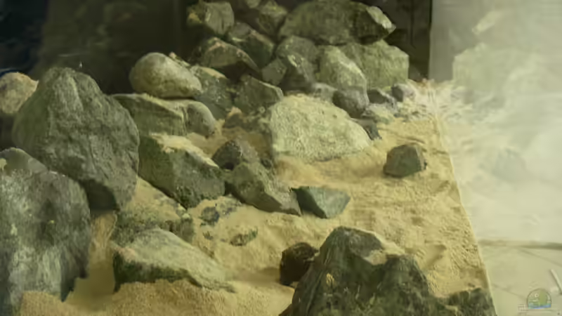 Dekoration im Aquarium Fadenmaulbrüter-Tank von Andi*Sehlde (25)