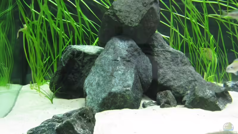 Dekoration im Aquarium Fadenmaulbrüter-Tank von Andi*Sehlde (27)