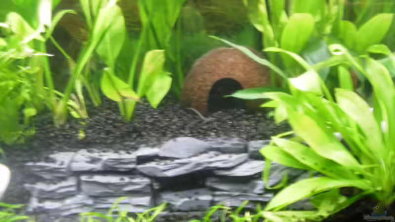 Dekoration im Aquarium Family Relaxpoint von Papa D.J. (12)