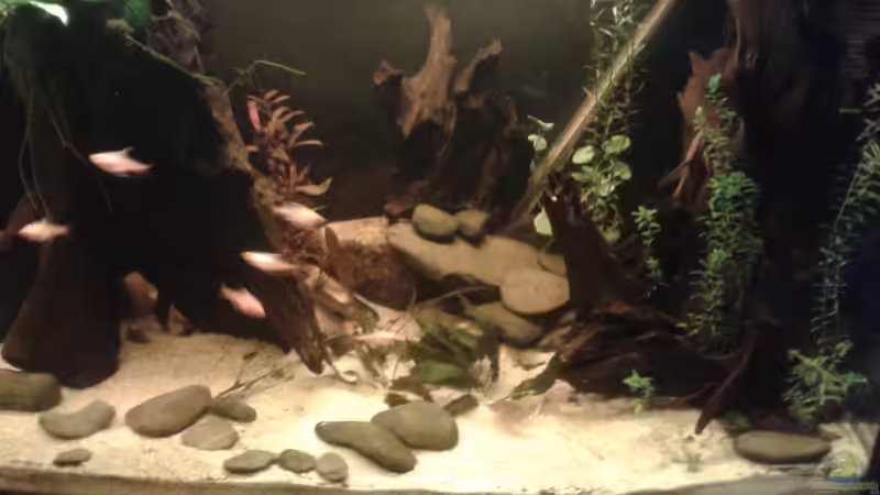 Dekoration im Aquarium Fast ein Südamerikaner ) Nur noch als Beispiel von Kai Heermann (20)