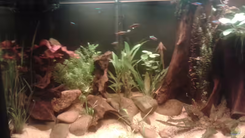 Dekoration im Aquarium Fast ein Südamerikaner ) Nur noch als Beispiel von Kai Heermann (21)