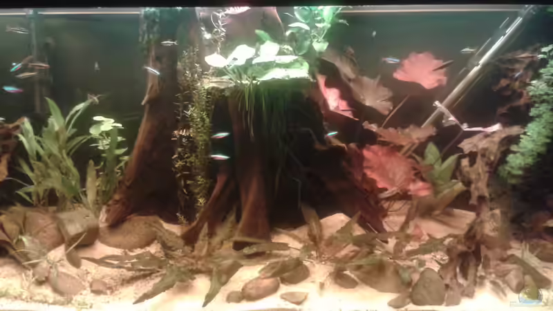 Dekoration im Aquarium Fast ein Südamerikaner ) Nur noch als Beispiel von Kai Heermann (22)