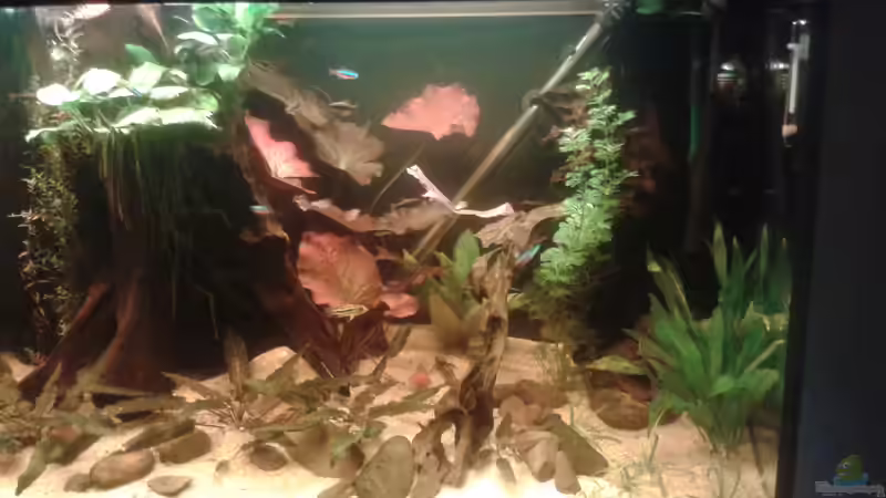 Dekoration im Aquarium Fast ein Südamerikaner ) Nur noch als Beispiel von Kai Heermann (23)