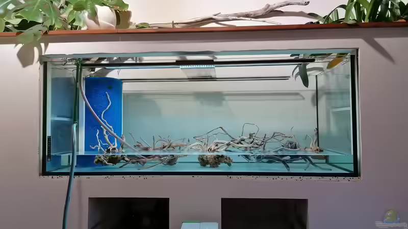 Dekoration im Aquarium Feine Gesellschaft aus Südamerika von DaLi (11)