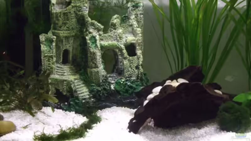 Dekoration im Aquarium Feng Shui von elcah (4)