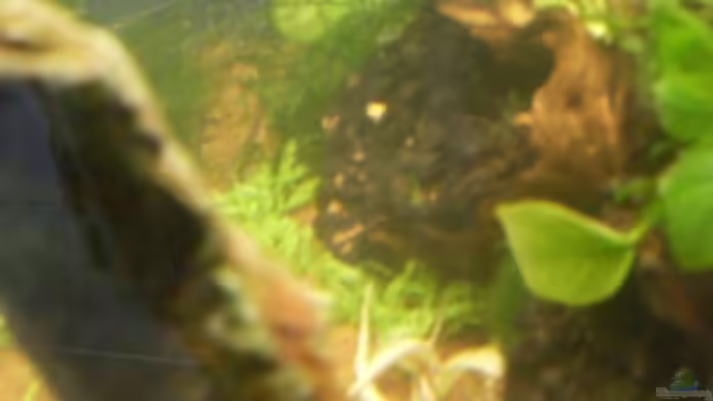 Dekoration im Aquarium ferplast Cayman 40 classic von steffen9 (5)