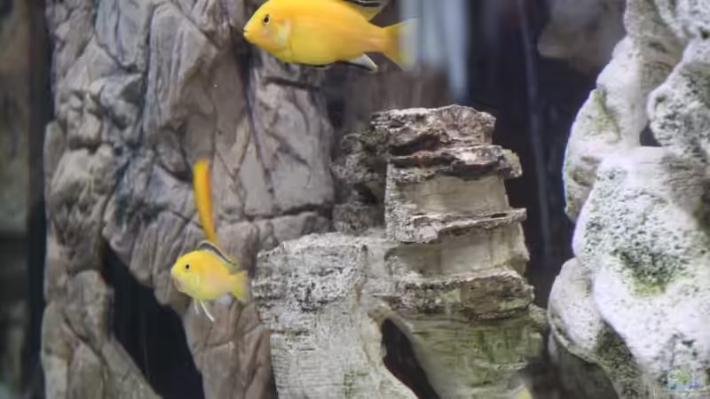 Dekoration im Aquarium finkys hood von finky (4)