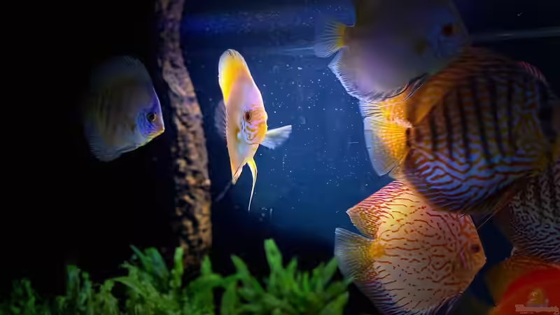 Dekoration im Aquarium First Diskus von First Diskus (3)