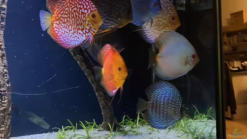 Dekoration im Aquarium First Diskus von First Diskus (4)