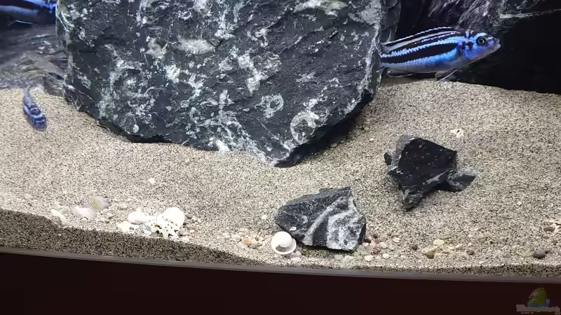 Dekoration im Aquarium First Malawi von Stefan von Oettingen (22)