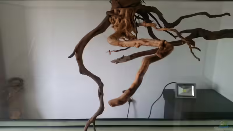 Dekoration im Aquarium Fluss-Monster (Nur noch als Beispiel) von Bernd N. (44)