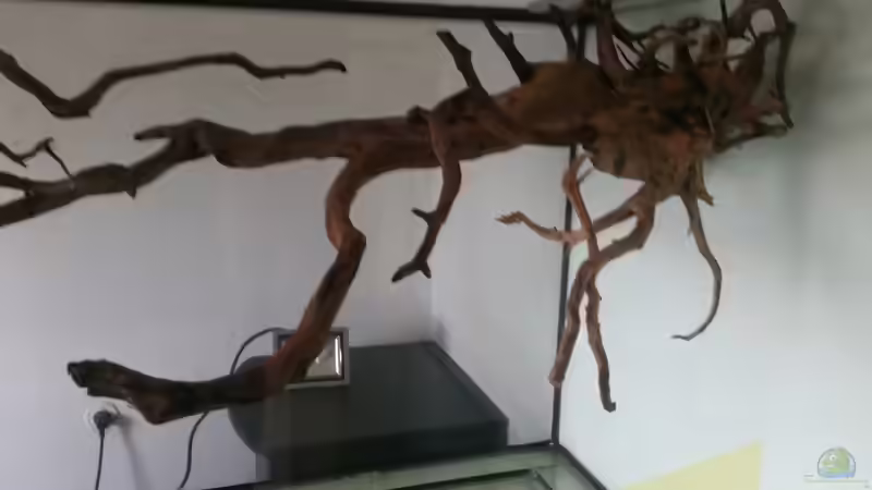 Dekoration im Aquarium Fluss-Monster (Nur noch als Beispiel) von Bernd N. (45)