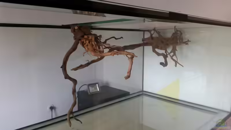 Dekoration im Aquarium Fluss-Monster (Nur noch als Beispiel) von Bernd N. (46)