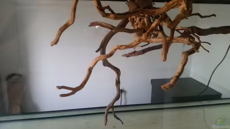 Dekoration im Aquarium Fluss-Monster (Nur noch als Beispiel) von Bernd N. (48)