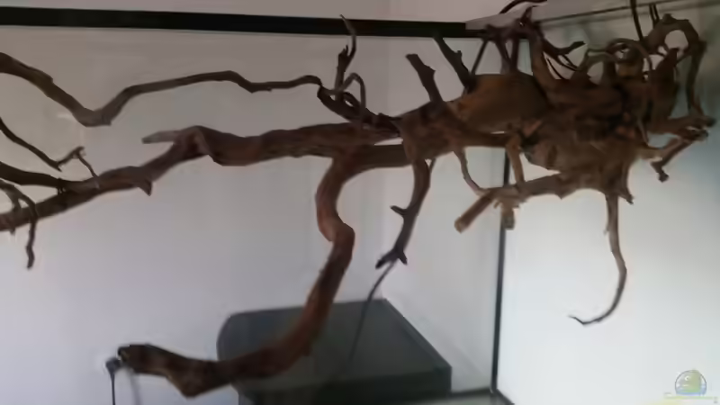 Dekoration im Aquarium Fluss-Monster (Nur noch als Beispiel) von Bernd N. (49)