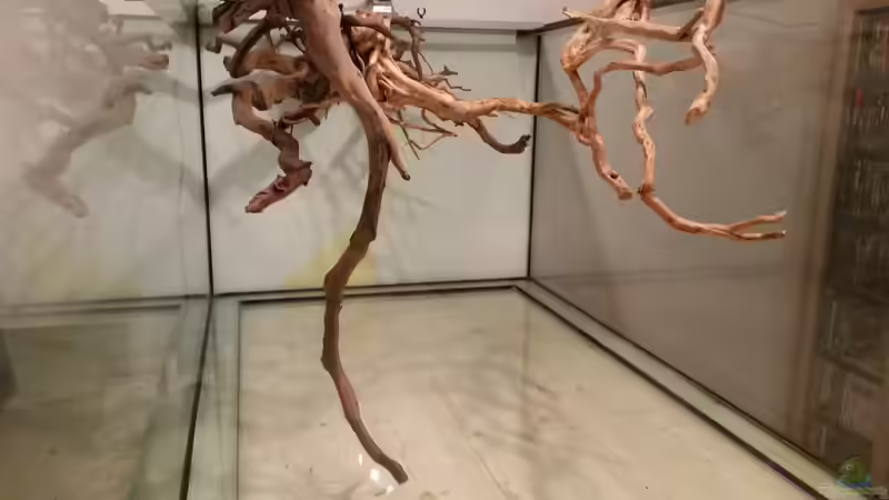 Dekoration im Aquarium Fluss-Monster (Nur noch als Beispiel) von Bernd N. (52)