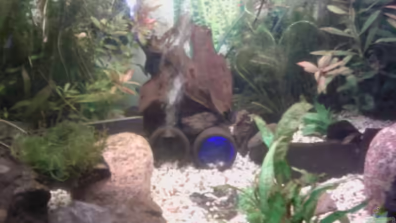 Dekoration im Aquarium Flussbecken/Strömungsbecken - 300Liter von Gin (7)