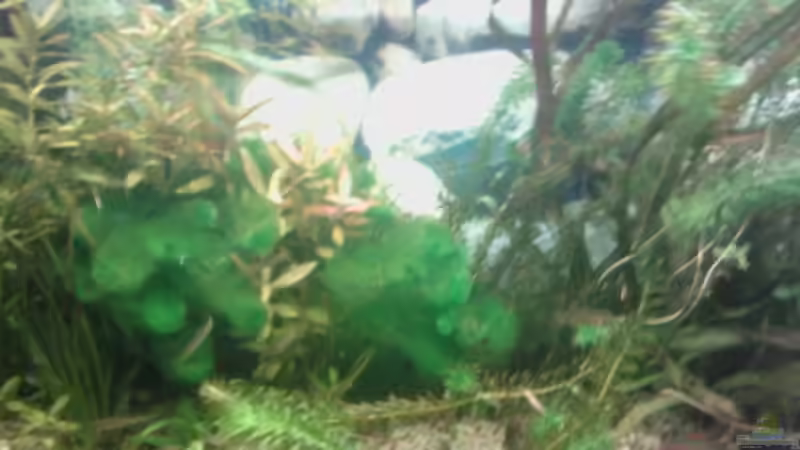 Dekoration im Aquarium Flussbecken/Strömungsbecken - 300Liter von Gin (8)