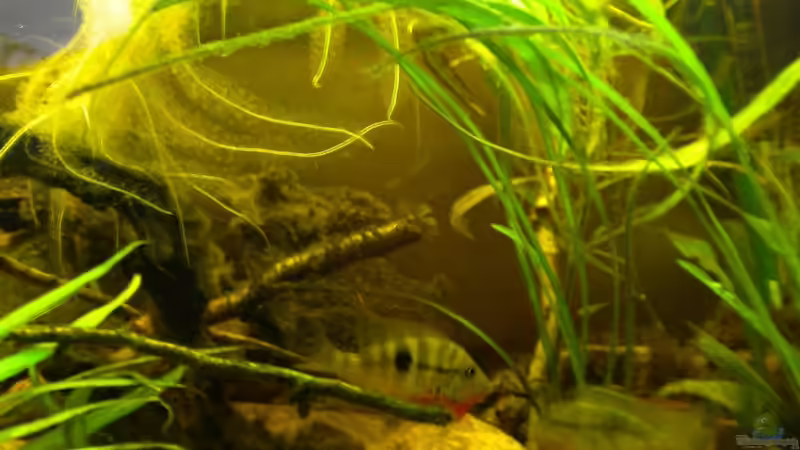 Dekoration im Aquarium Flusslauf  Nur noch als Bsp. von Benjamin Hamann (10)