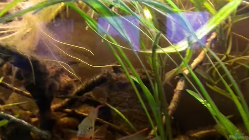 Dekoration im Aquarium Flusslauf  Nur noch als Bsp. von Benjamin Hamann (11)