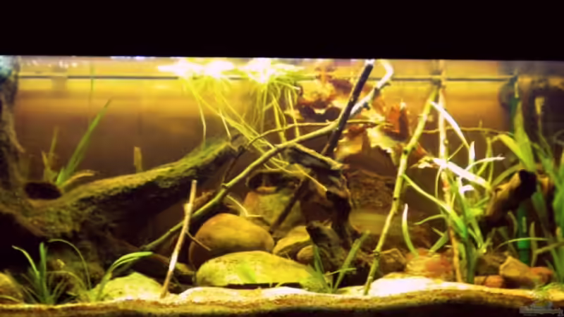 Dekoration im Aquarium Flusslauf  Nur noch als Bsp. von Benjamin Hamann (5)
