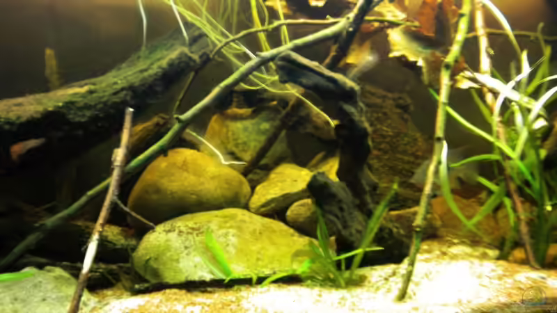Dekoration im Aquarium Flusslauf  Nur noch als Bsp. von Benjamin Hamann (6)