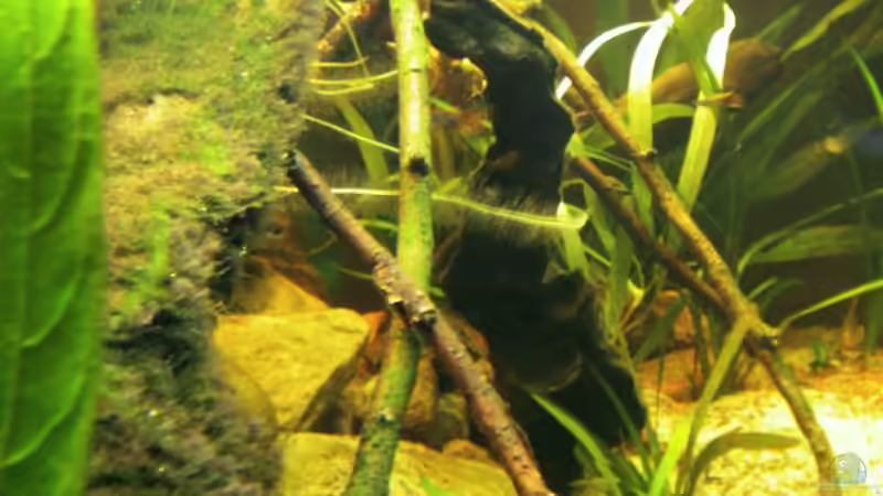 Dekoration im Aquarium Flusslauf  Nur noch als Bsp. von Benjamin Hamann (8)