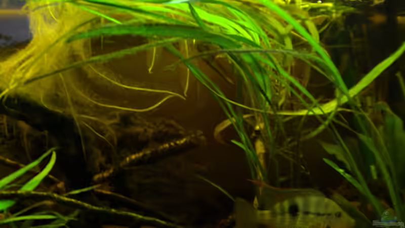 Dekoration im Aquarium Flusslauf  Nur noch als Bsp. von Benjamin Hamann (9)