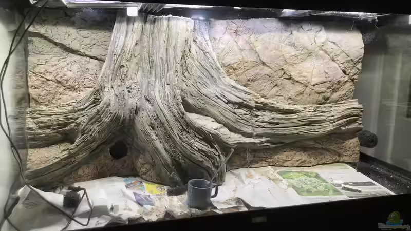 Dekoration im Aquarium Flussufer für Channa sp. Laos Fireback von Jaenu00 (10)