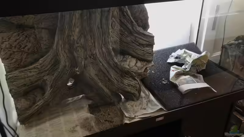 Dekoration im Aquarium Flussufer für Channa sp. Laos Fireback von Jaenu00 (12)