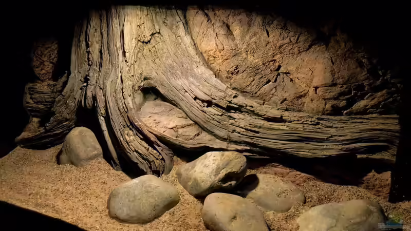 Dekoration im Aquarium Flussufer für Channa sp. Laos Fireback von Jaenu00 (14)