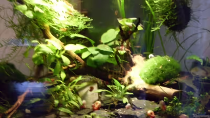 Dekoration im Aquarium Fluval Edge von steffen9 (3)