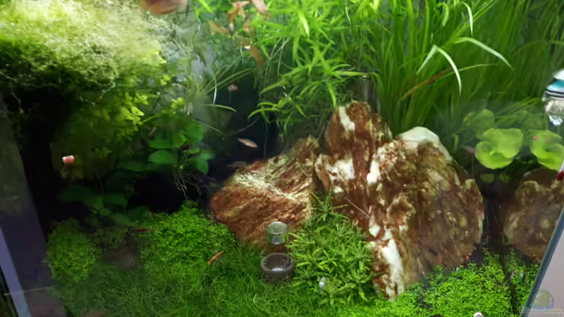 Dekoration im Aquarium Fluval F60 von Frank Klenk (4)