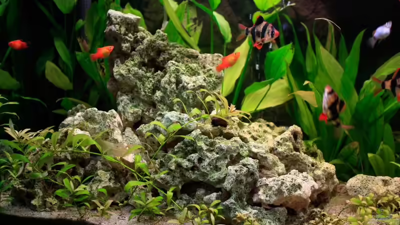 Dekoration im Aquarium Fluval Roma 240 von blubba123 (7)