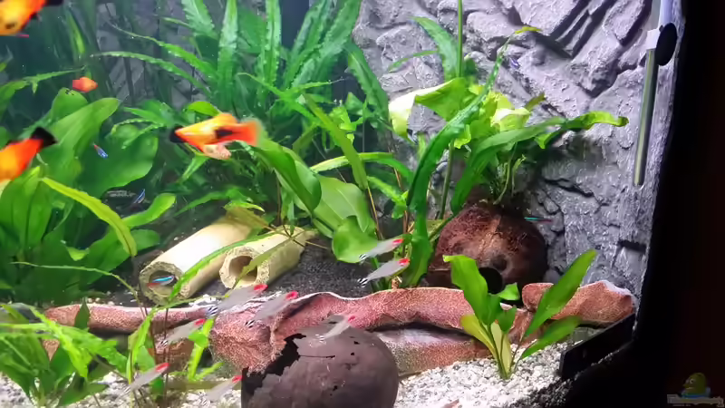Dekoration im Aquarium Fluval Venezia 350 Eckaquarium von Steffen und Felix (105)