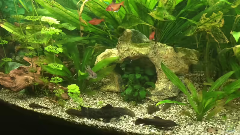 Dekoration im Aquarium fluval vicenza 260 von Flo (11)