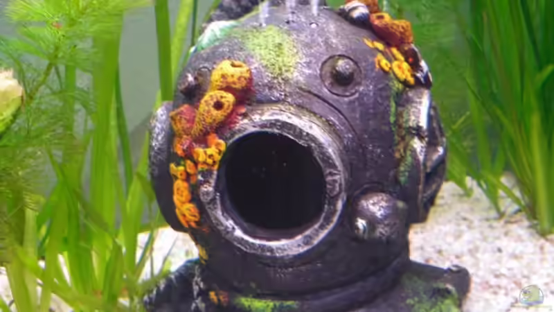 Dekoration im Aquarium Fluval von switchy66 (3)