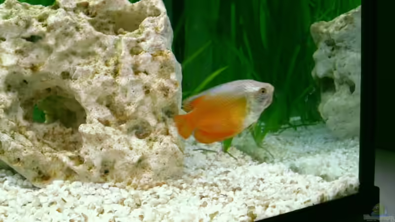 Dekoration im Aquarium Fluval von switchy66 (4)