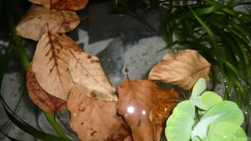 Dekoration im Aquarium Fotokasten von Cichlid Power (13)