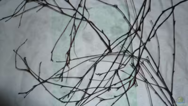 Dekoration im Aquarium Fotokasten von Cichlid Power (14)