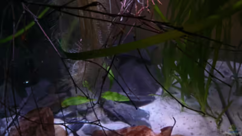 Dekoration im Aquarium Fotokasten von Cichlid Power (15)