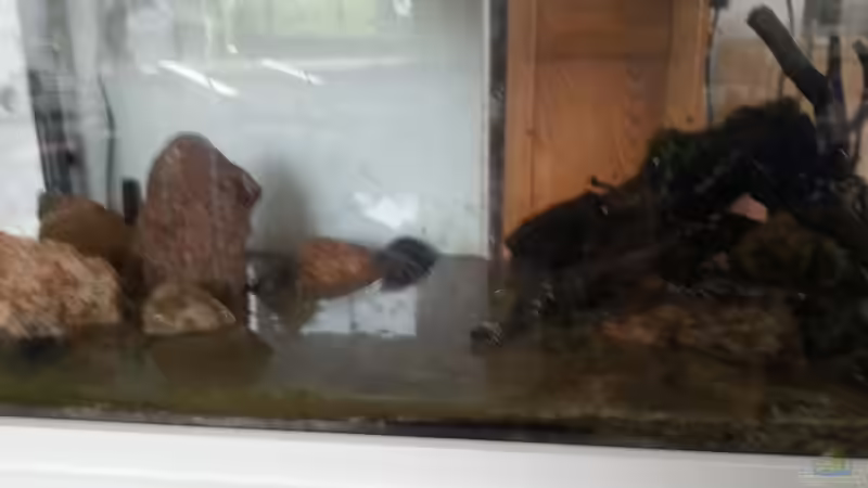 Dekoration im Aquarium Freedom of the Landscape von Jonas (Trancemania) (11)