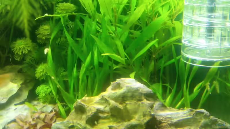 Dekoration im Aquarium Frodos Singlebude (stillgelegt) von Daniel1975Saar (4)