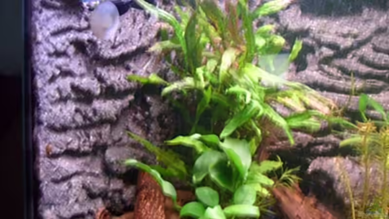 Dekoration im Aquarium Frogtopia von Lisa. (6)